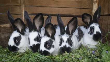 a group cute black and white rabbits with spots