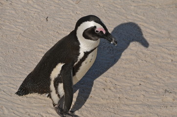 Close-up of penguins on Boulder Beach. The famous colony of African penguins is located near Simon's Town and Cape Town, South Africa. 
