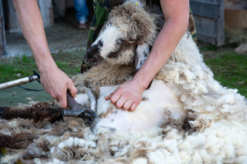 shearing wool from a ram