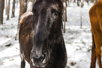 Cavalli nella neve