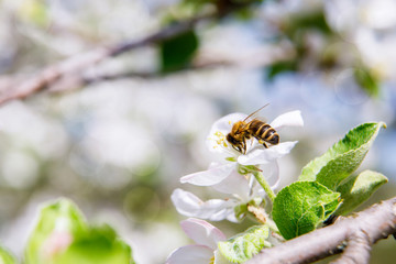 Bee collects nectar at Apple blossom.
