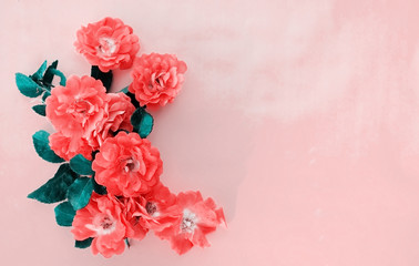 Pretty pink and coral roses with greenery in leaves for graphic.  Room for text or copy.