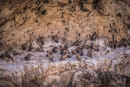 Nido en la roca de buitres