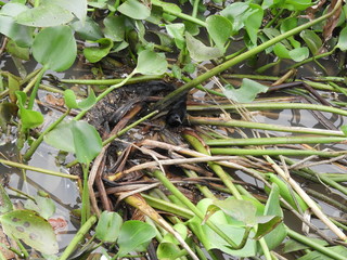 Parana river birds (Varillero Negro)