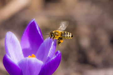 Bee flying to a crocus flower