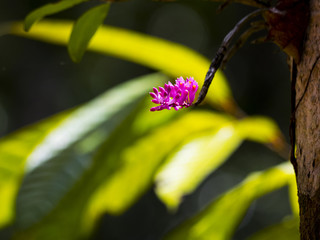 Purple orchids in green background