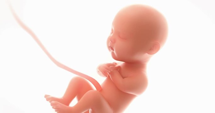 3d rendering fetus on the white background ,zoom in,at least 5 months,4k.(4096*2160)