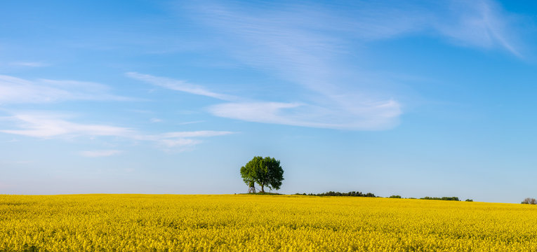 lonely oak in a field of blooming rapeseed, blue sky