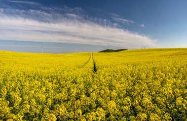 Obraz premium spring fields of the blossoming rapeseed in germany
