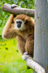 Brown monkey on green grass