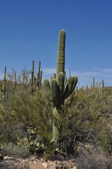 Saguaro National Park, Tucson, Arizona - 203976761