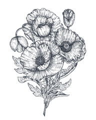 Vector floral composition of hand drawn poppy flowers