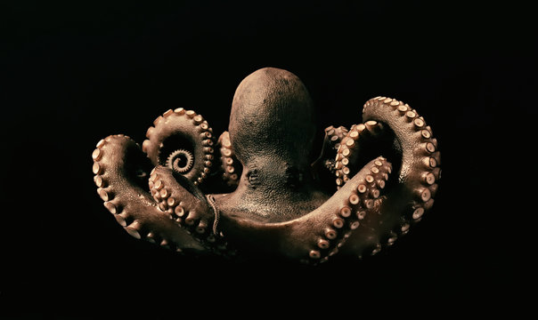 Krake Octopus Tentakel Seafood