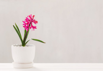 Fototapeta na wymiar hyacinth in pot on white background