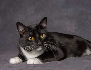 Portrait of Black & White Cat on Gray Background / Pet portrait of a handsome black & white 