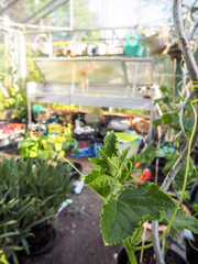 Growing cucumber plants at home in a small greenhouse