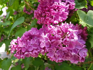 Obraz premium lilac blooms on a branch