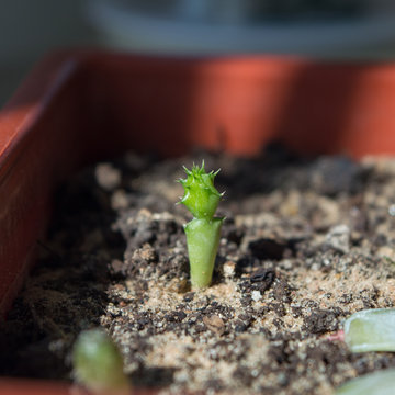Close up of Aloe Marlothii seedling growing on window sill
