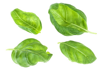 Green basil leaves isolated on white background. Top view.