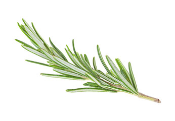 Fototapeta premium Twig of rosemary on a white background