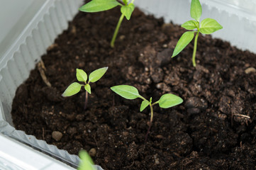 Small capsicum plants sprouting from seeds in spring, planting material of pepper seedlings, basic farmers' task for springtime