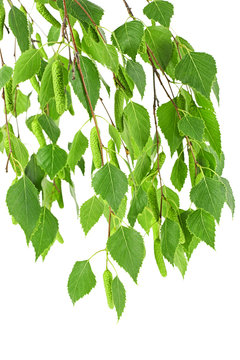Young branch of birch with buds and leaves, isolated on white background.