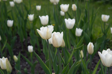 White tulips blooming in spring park in May