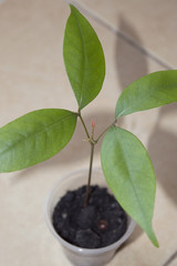 Potted lychee plant grown from seed as houseplant
