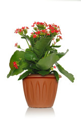 Ornamental plant Kalanchoe in a pot on a white background with yellow flowers