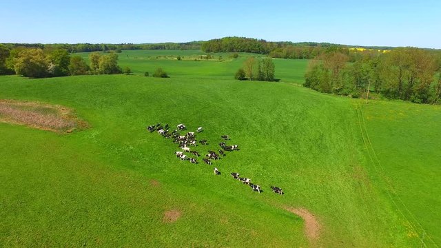 Aerial view of a group of north german dairy cows on a green fresh grass field in the summer in germany. 