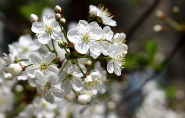 Spring flowering cherry bush close-up with selective focus