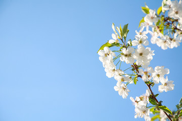 Spring color background. Beautiful nature scene with a blossoming tree and a solar flare against the blue sky. Sunny day. Spring flowers. Beautiful garden. Spring. 