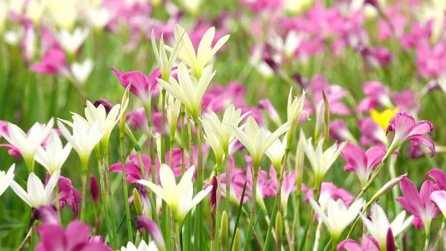 4K Beautiful zephyranthes grandiflora rain lily in the field.