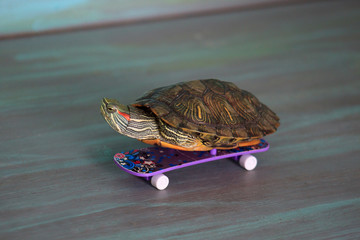Obraz premium Small manual turtle is riding on a skateboard.