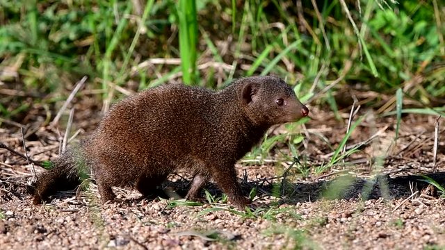 dwarf mongoose in Kruger National park in South Africa