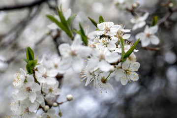 Bee collecting honey on the blossom of apple, plum or cherry in the sunny spring
