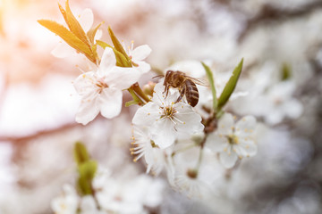 Bee collecting honey on the blossom of apple, plum or cherry in the sunny spring