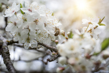 Bee collecting honey on the blossom of apple, plum or cherry in the sunny spring