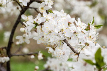 blossom of apple, plum or cherry in the sunny spring.