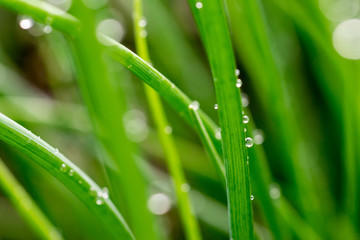Green salad from onion in garden in droplets of water. Selective focus
