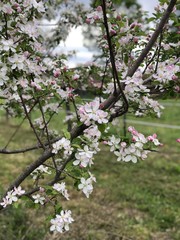 apple tree bloom