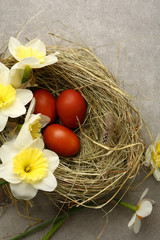 Easter eggs in nest