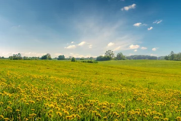 Abwaschbare Fototapete Feld mit Löwenzahn und blauem Himmel © Mike Mareen
