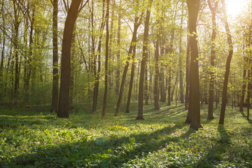 Spring forest in sunny day