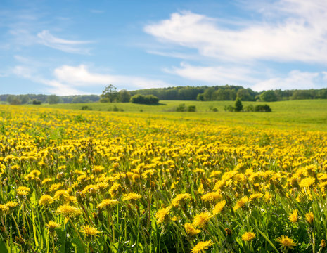 Field with dandelions and blue sky © Mike Mareen