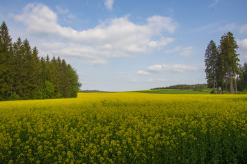 Obraz premium Rapsblüte im Waldviertel