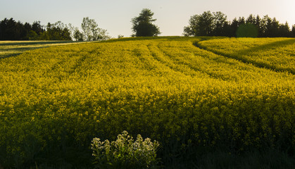 Obraz premium Rapsblüte im Waldviertel