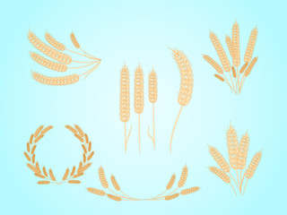 Set of different of wheat spikes on a blue background. Vector illustration