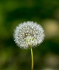 flower of dandelions