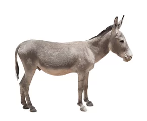 Fototapete Esel Esel isoliert a auf weißem Hintergrund